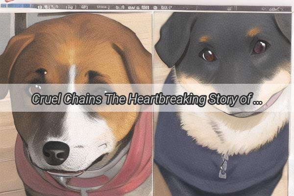 Cruel Chains The Heartbreaking Story of a Dog Whose Ears Were Crushed by a Collar